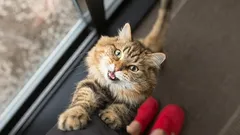 Proč se kočky neustále motají pod nohama: Jednoduché vědecké vysvětlení