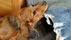 Tito psi nejvíc milují všechno okusovat: Odborníci jmenovali 7 nezbedných plemen