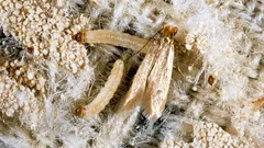 Věčný problém: Odkud se ve skříních bere šatní mol a jak se ho snadno zbavit?