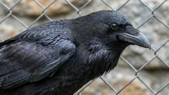 Umí plánovat budoucnost: ornitolog prozradil, který pták má jedinečnou schopnost