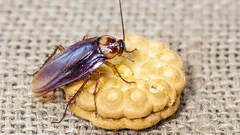 Čistá kuchyně není zárukou bezpečnosti – tady se ve skutečnosti rozmnožují švábi