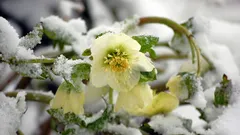 Nejkrásnější vytrvalé rostliny: kvetou bez péče a zdobí zahradu až do mrazů